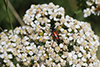 Leptura bifasciata-femelle